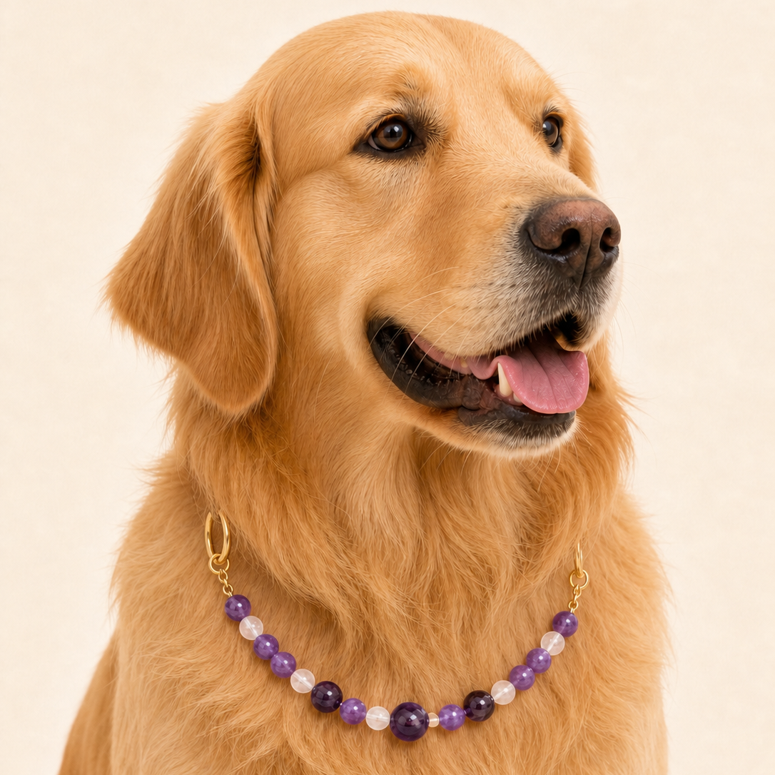 Amethyst Collar | TiziPaw™