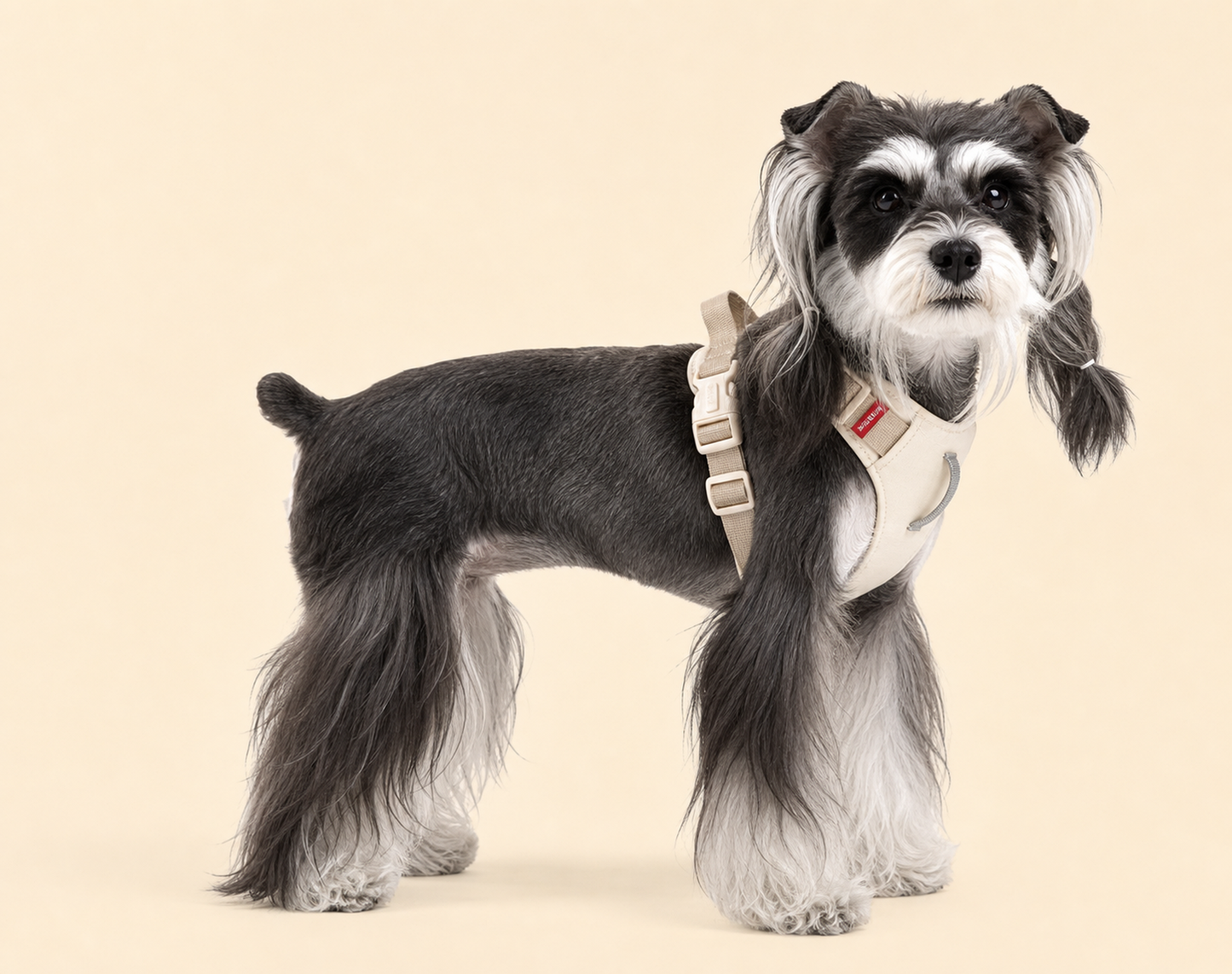 TiziPaw™ Color Pop Harness Set
