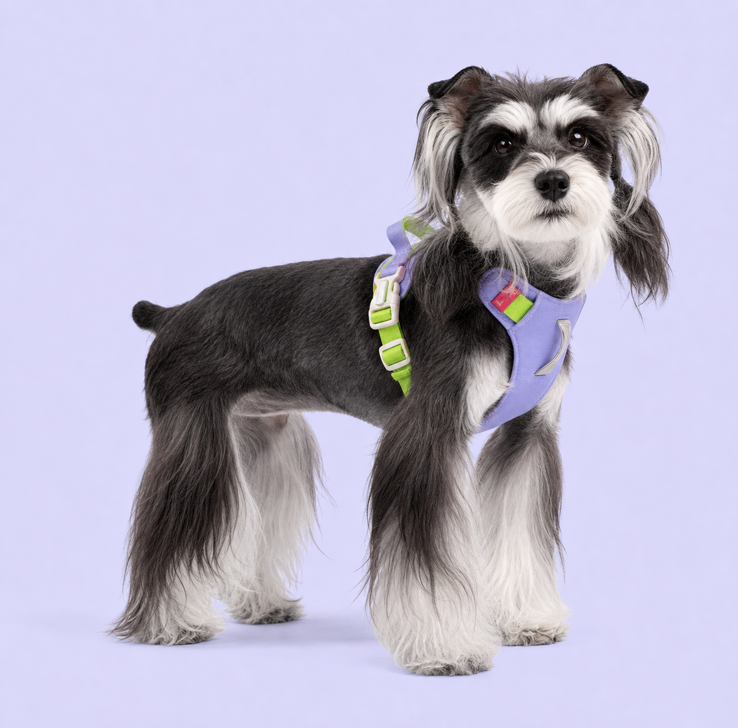 TiziPaw™ Color Pop Harness Set