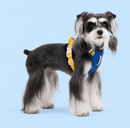 TiziPaw™ Color Pop Harness Set