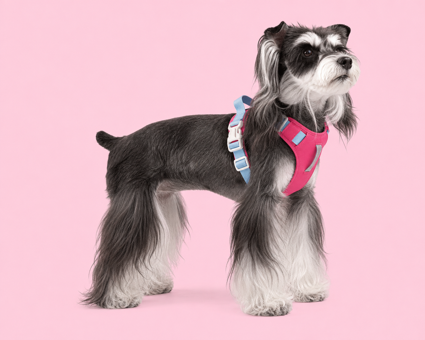 TiziPaw™ Color Pop Harness Set