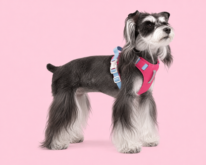 TiziPaw™ Color Pop Harness Set