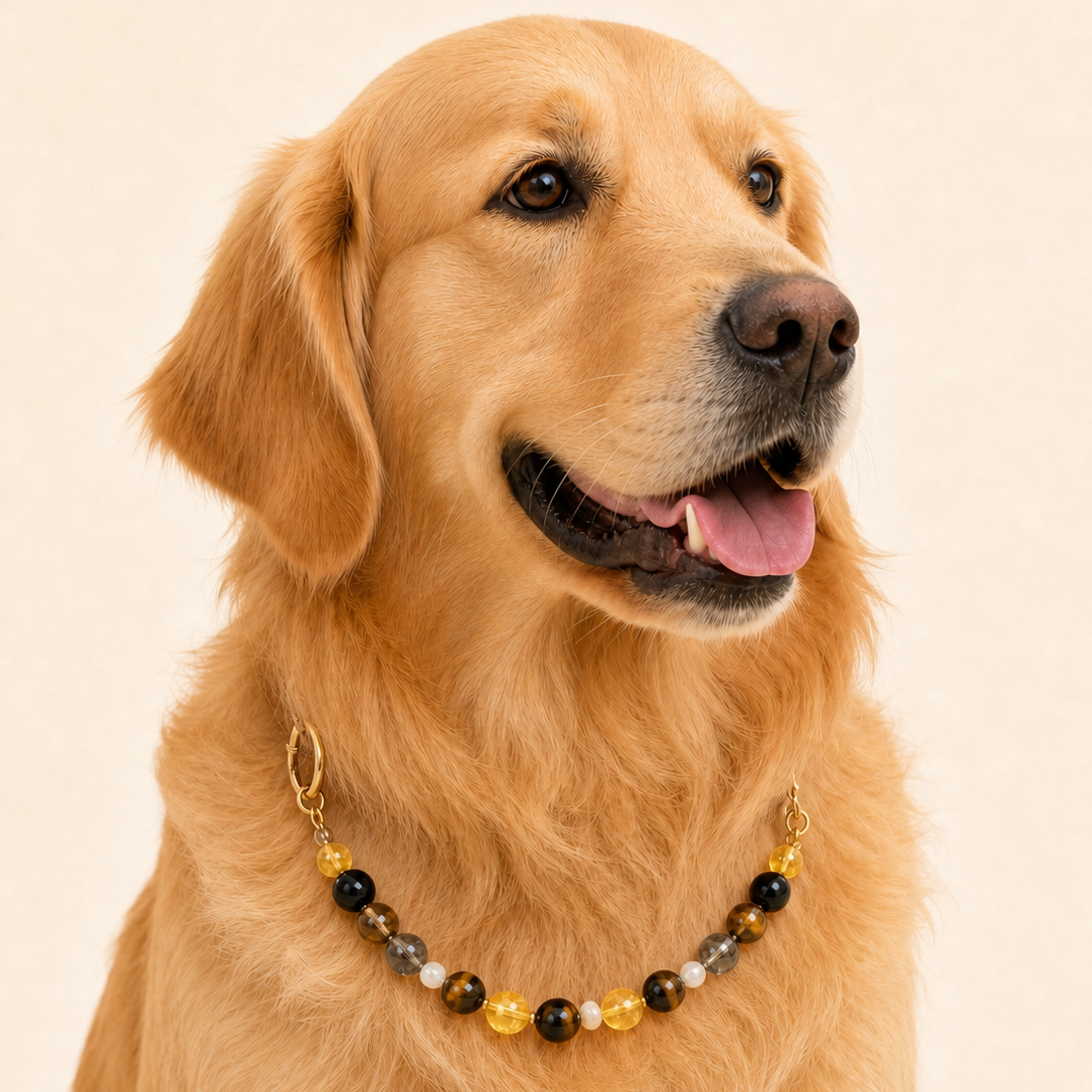 Tiger's Eye Collar | TiziPaw™